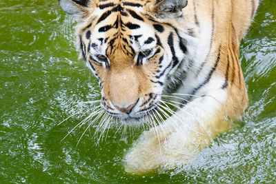 Full length of a cat drinking water