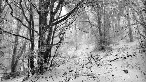 Bare trees in forest during winter