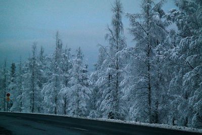 Road passing through forest