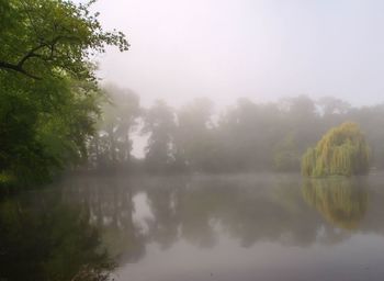 Reflection of trees in lake