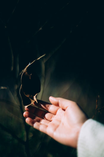 Midsection of person holding plant