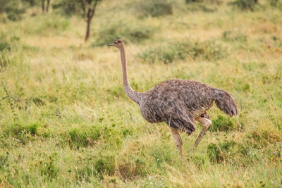 Side view of ostrich on field