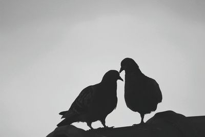 Low angle view of bird perching on tree