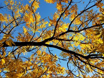 Low angle view of tree against blue sky