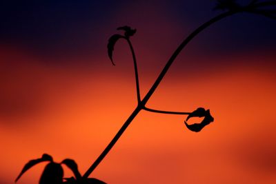 Silhouette of plant at dusk