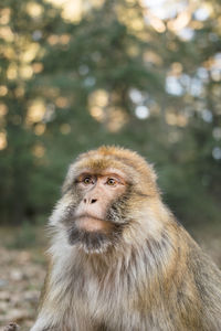 Close-up of monkey looking away at forest