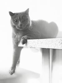 Portrait of cat sitting on floor