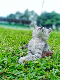 Cat relaxing on a field