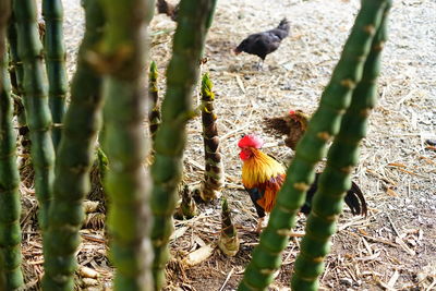 Close-up of a bird on field