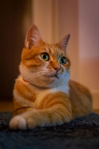 cat