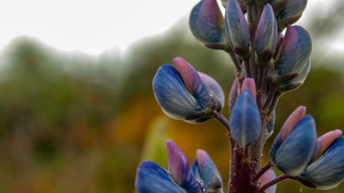 Close-up of purple flowering plant