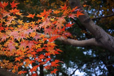 Close-up of maple leaves on tree