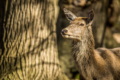 Close-up of deer on tree trunk