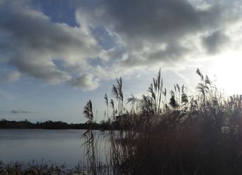 Plants by lake against sky during sunset