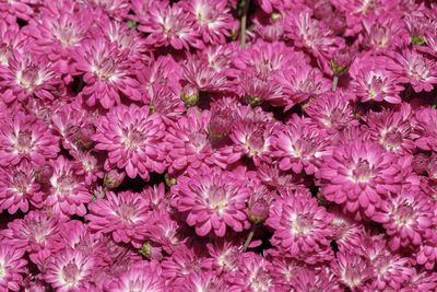 Full frame shot of pink flowering plants