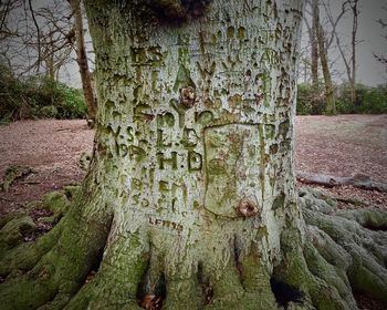 Close-up of tree trunk against sky