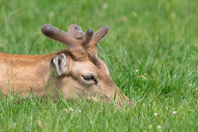 Head shot of a male fallow deer with antlers laying down in the grass
