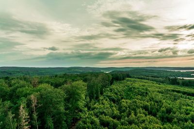 Scenic view of forest against sky