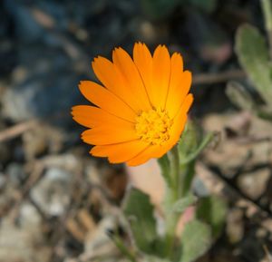 Close-up of yellow flower blooming outdoors