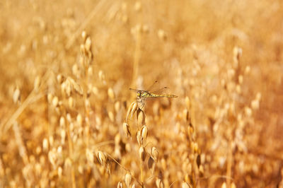Close-up of dragonfly on cereal plant