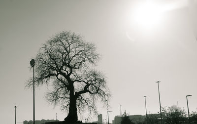 Low angle view of silhouette tree against clear sky