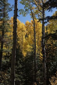 View of autumnal trees in the forest