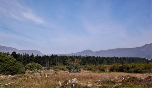 Scenic view of field against sky