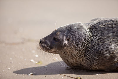 Seal on the beach 