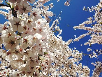 Low angle view of cherry blossoms against sky