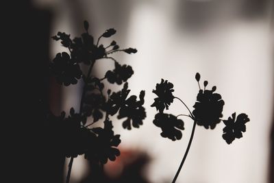 Close-up of silhouette flowers blooming outdoors