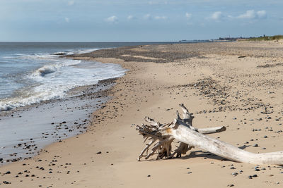 Scenic view of driftwood on beach against sky