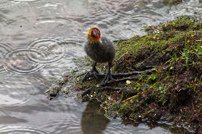 High angle view of duck swimming in lake