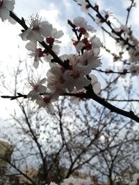 Low angle view of apple blossoms in spring