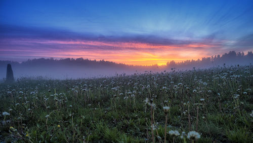Scenic view of field against sky during sunset