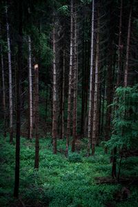 Pine trees in forest