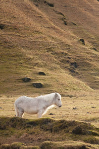 Side view of sheep on field