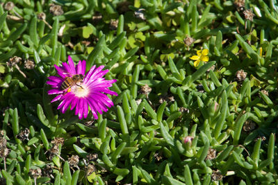 Close-up of pink flowering plants on field