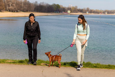 Small dog of the pinscher breed walking with the owner by the lake.