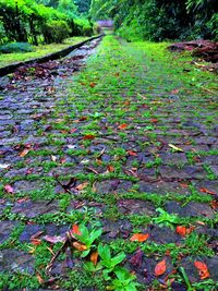 Footpath amidst trees in park