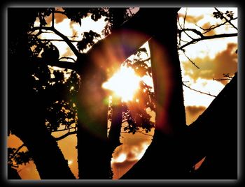 Low angle view of sun shining through trees