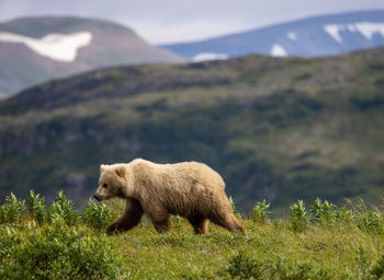 Brown bear in lush greenery with amazing mountain range in the background.