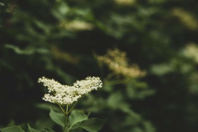 Close-up of flowering plant on field