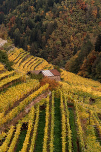 Autumnal view of vineyards against the backdrop of a forest in a mountain valley