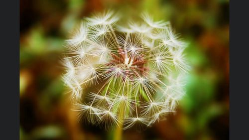 Close-up of dandelion