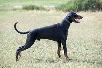 Dogs running on field