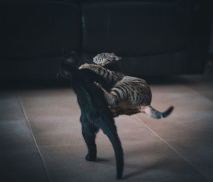 Two cats fighting 