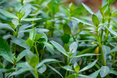 Close-up of fresh green plant in field