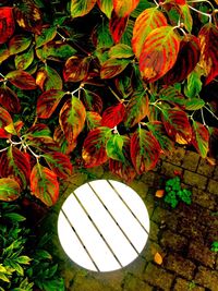 Plants growing in park during autumn