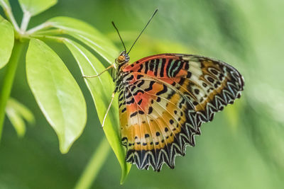 Butterfly on leaf