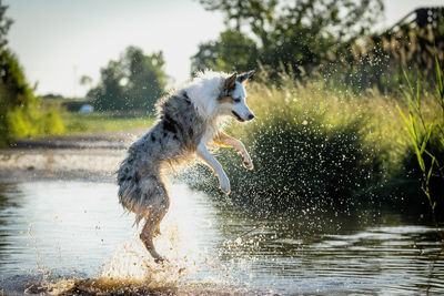 Dog running in water